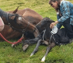 Come On Mama You Can Do It...With thee help of a Tuskegee University Veterinarian 