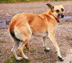 It Takes Courage To Speak The Truth, The Reason Many Are Scared