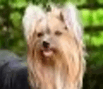 23 Best Small Dog Breeds for Families: Info, Pictures & Personalities