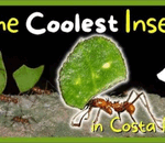 All About Leaf Cutter Ants!! - La Fortuna, Costa Rica